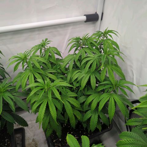 Amnesia Mac Ganja growlog timeline photo