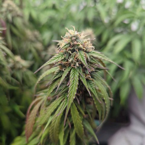 Auto Yuhbary growlog timeline photo