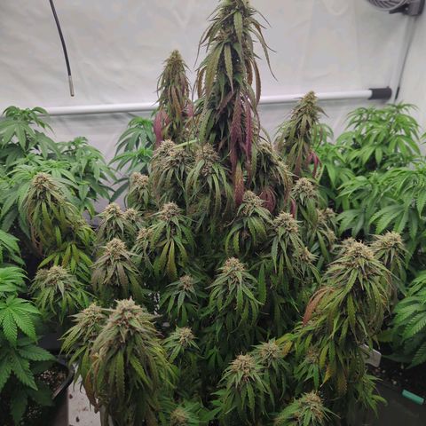 Auto Yuhbary growlog timeline photo