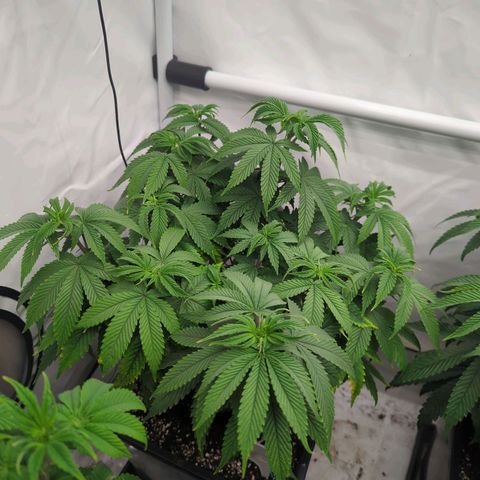 Golden Sands  growlog timeline photo