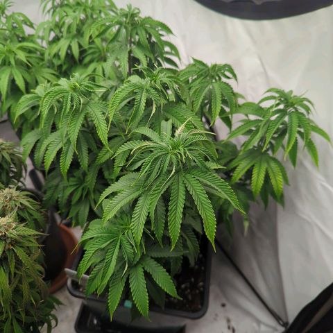 Jelly Donutz  growlog timeline photo