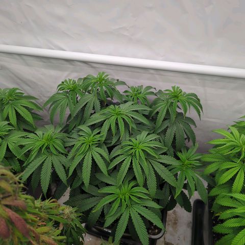 Schaum growlog timeline photo