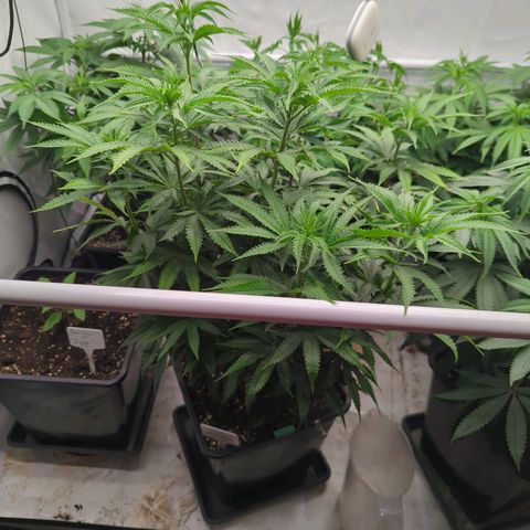 Jelly Donutz  growlog timeline photo