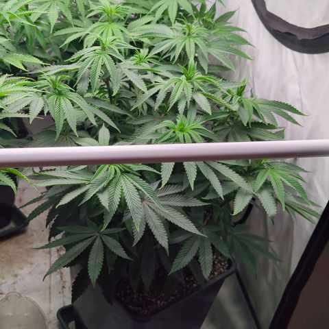 Schaum growlog timeline photo