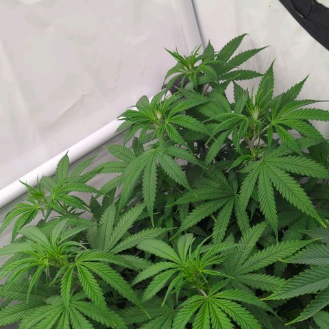 Amnesia Mac Ganja growlog timeline photo