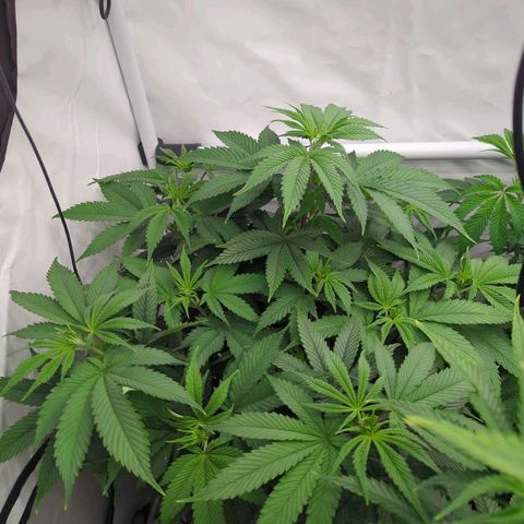 Golden Sands  growlog timeline photo