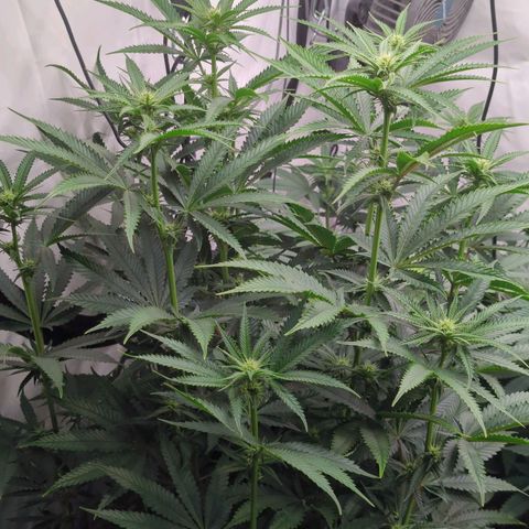Jelly Donutz  growlog timeline photo