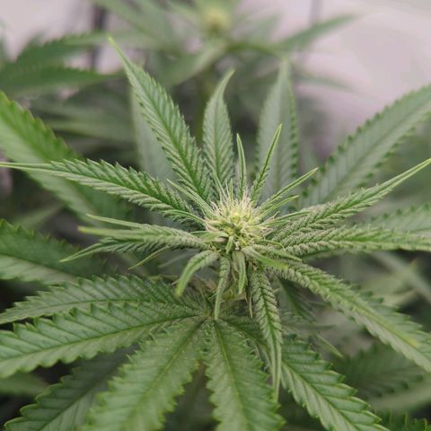 Jelly Donutz  growlog timeline photo