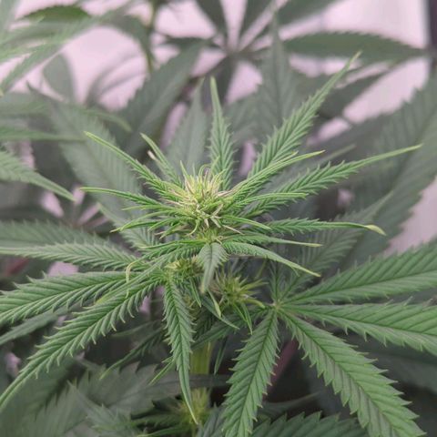 Amnesia Mac Ganja growlog timeline photo