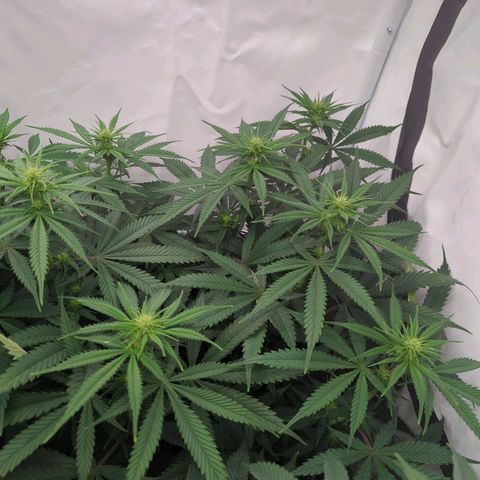 Amnesia Mac Ganja growlog timeline photo