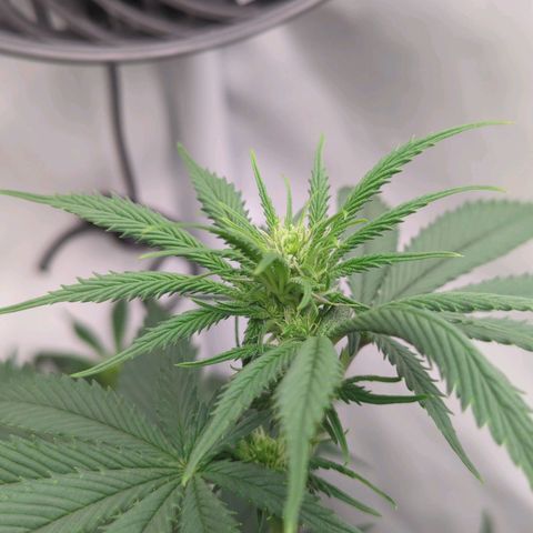 Golden Sands  growlog timeline photo