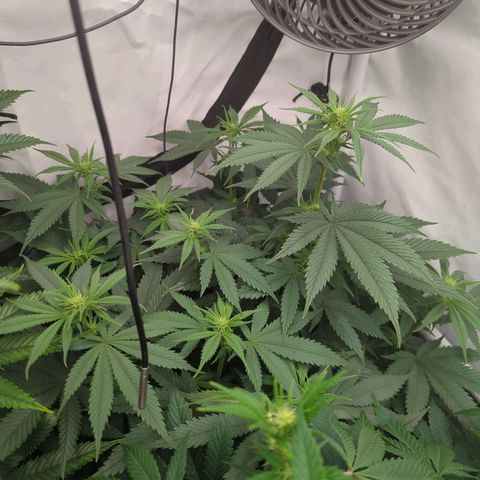 Golden Sands  growlog timeline photo