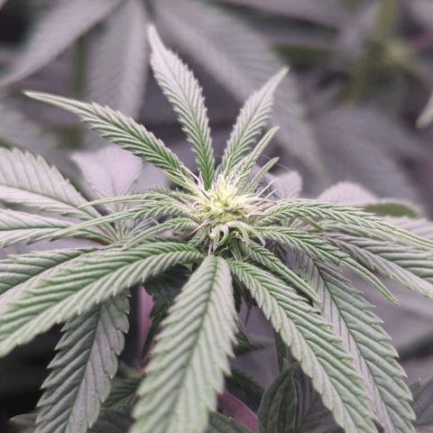 Schaum growlog timeline photo