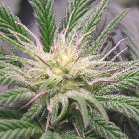 Schaum growlog timeline photo