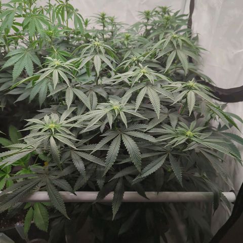 Schaum growlog timeline photo