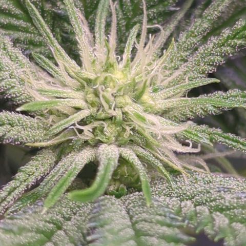 Jelly Donutz  growlog timeline photo