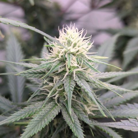 Amnesia Mac Ganja growlog timeline photo