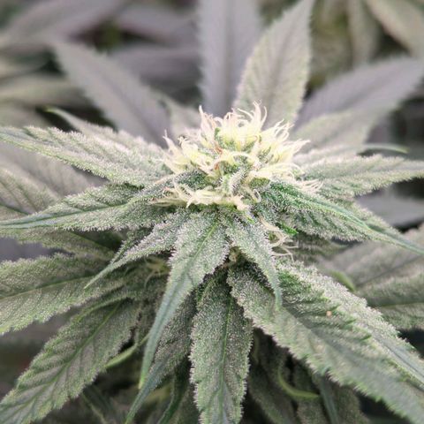 Golden Sands  growlog timeline photo
