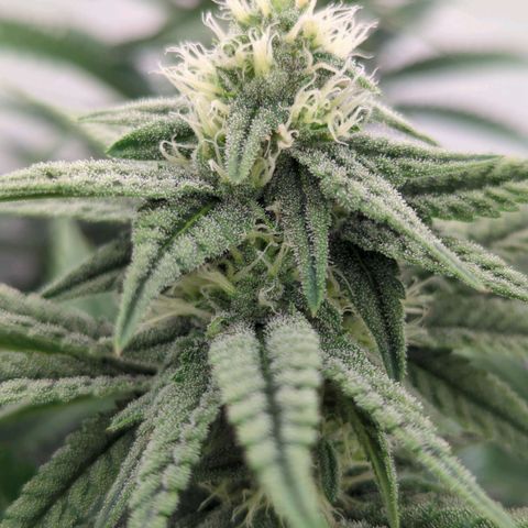 Jelly Donutz  growlog timeline photo