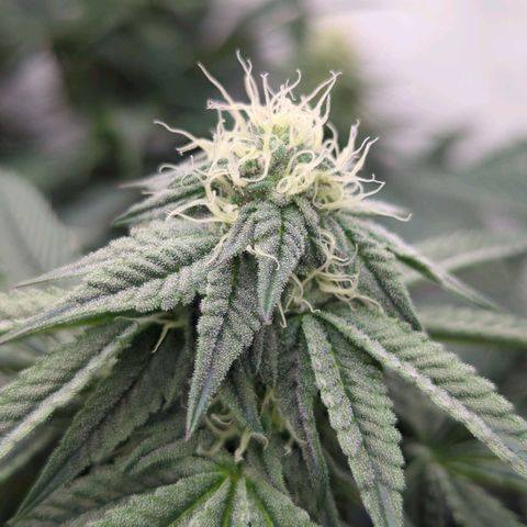 Schaum growlog timeline photo