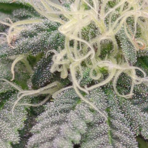 Schaum growlog timeline photo