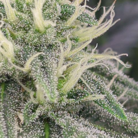 Jelly Donutz  growlog timeline photo