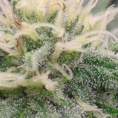 Golden Sands  growlog timeline photo