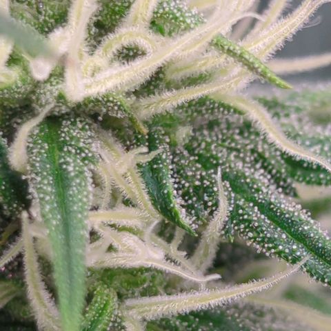Amnesia Mac Ganja growlog timeline photo