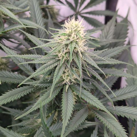 Amnesia Mac Ganja growlog timeline photo