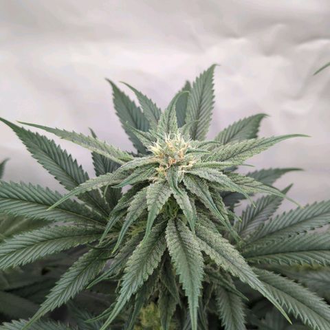 Golden Sands  growlog timeline photo