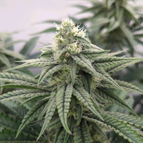 Jelly Donutz  growlog timeline photo