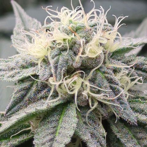 Schaum growlog timeline photo