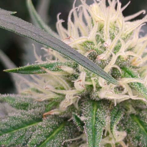 Amnesia Mac Ganja growlog timeline photo