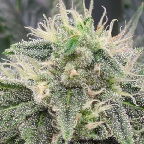 Jelly Donutz  growlog timeline photo