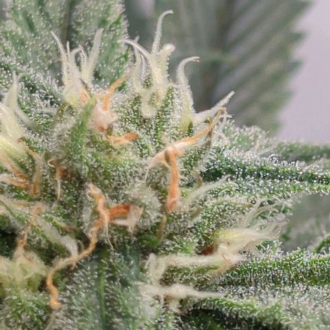 Golden Sands  growlog timeline photo
