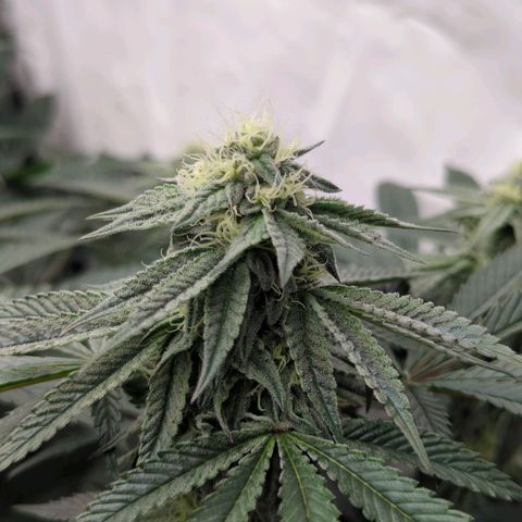Schaum growlog timeline photo