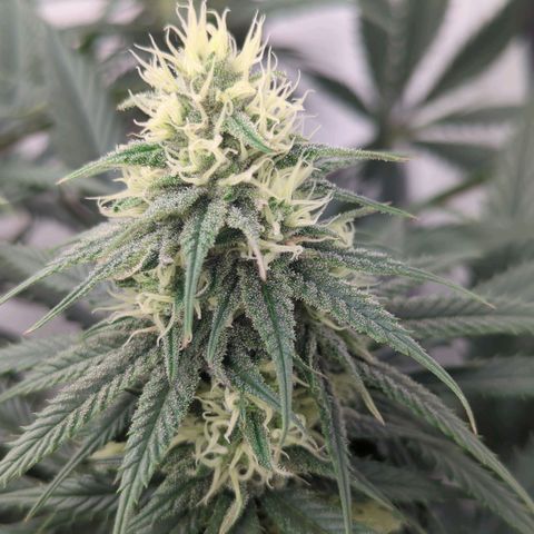 Amnesia Mac Ganja growlog timeline photo