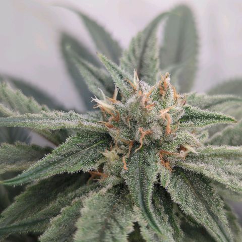 Golden Sands  growlog timeline photo