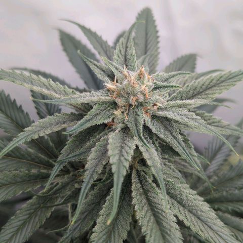 Golden Sands  growlog timeline photo