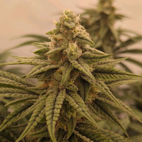 Jelly Donutz  growlog timeline photo