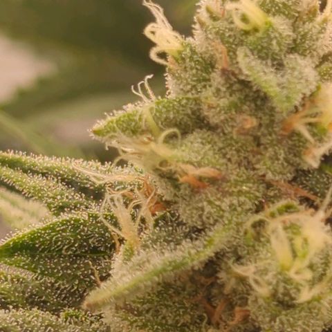 Jelly Donutz  growlog timeline photo