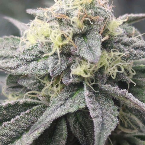 Schaum growlog timeline photo