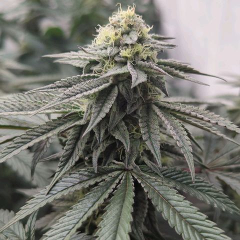 Schaum growlog timeline photo