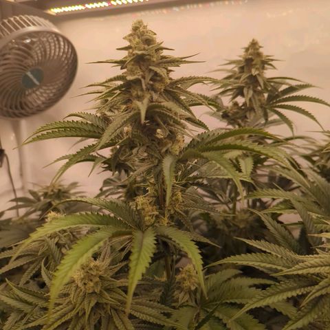 Jelly Donutz  growlog timeline photo