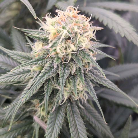Amnesia Mac Ganja growlog timeline photo
