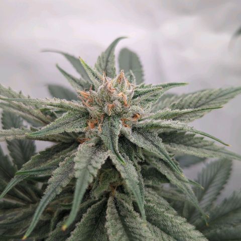Golden Sands  growlog timeline photo