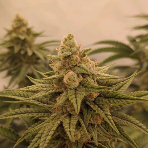 Jelly Donutz  growlog timeline photo