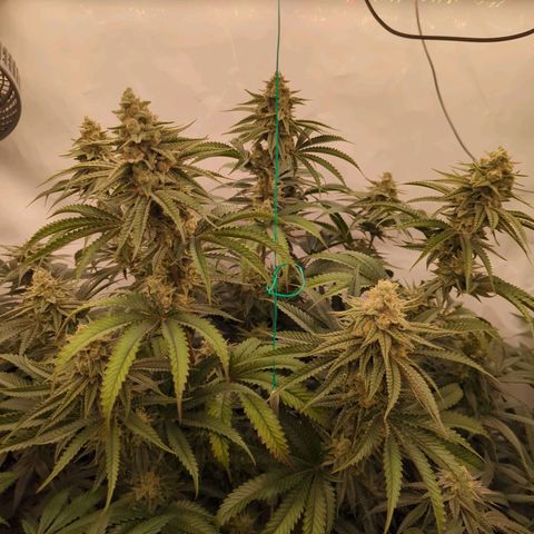 Jelly Donutz  growlog timeline photo
