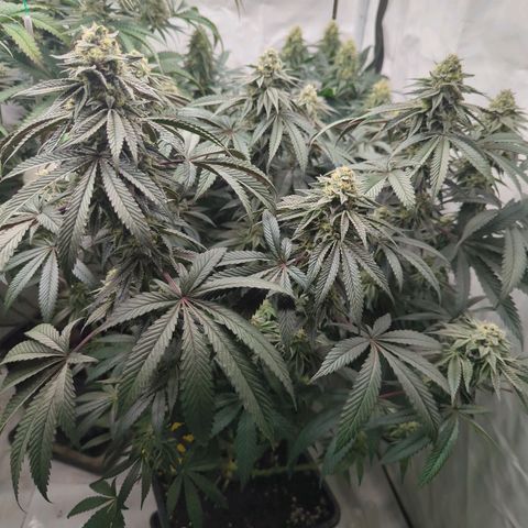 Schaum growlog timeline photo