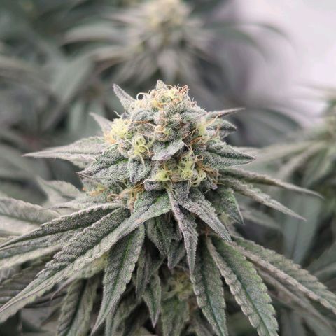 Schaum growlog timeline photo